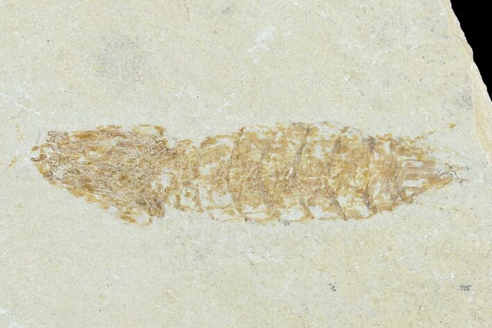 Fossil Mantis Shrimp (Pseudosculda) - Lebanon #123989